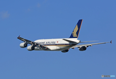 「青が好き」 Singapore A380-841 9V-SKE 離陸 です