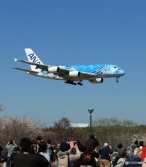「良い天気」 ANA A380-841 Honu 撮ろうね!!