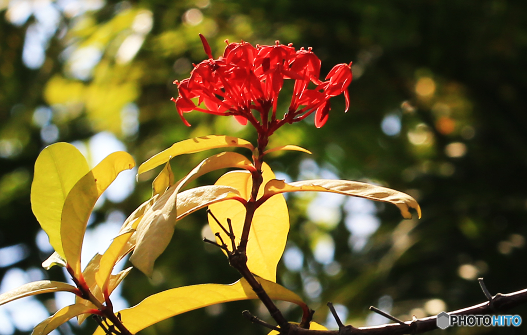 「晴れの日」名前の解らない樹木の花