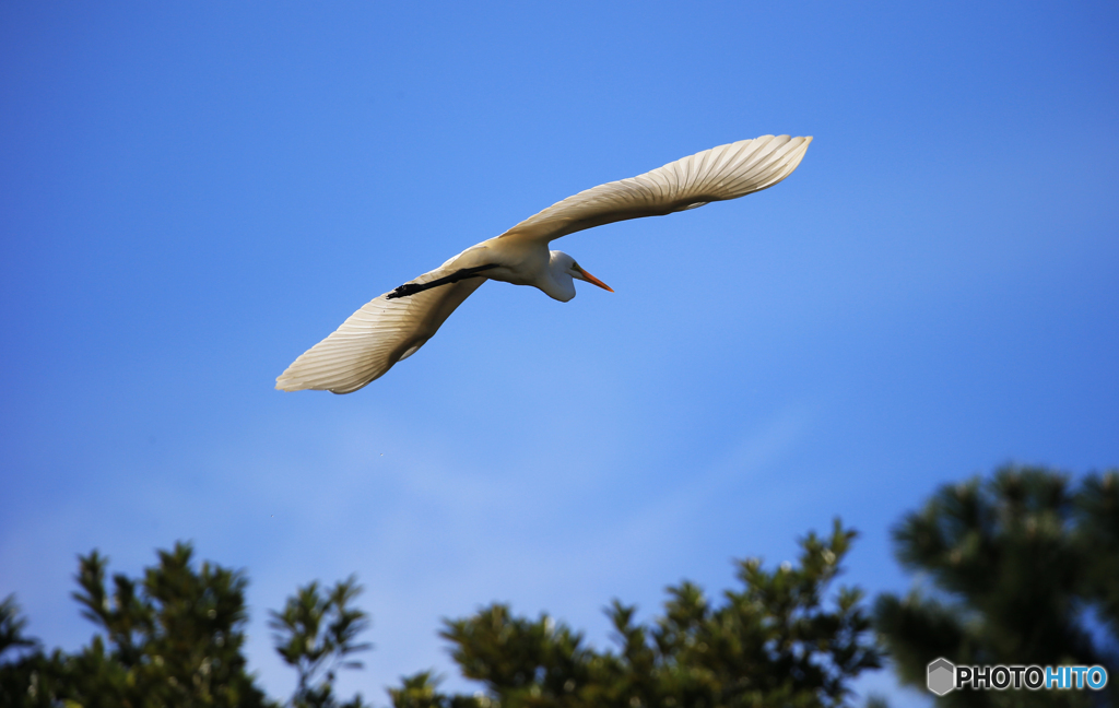 「ぶるー」ダイサギが　飛んだよ！
