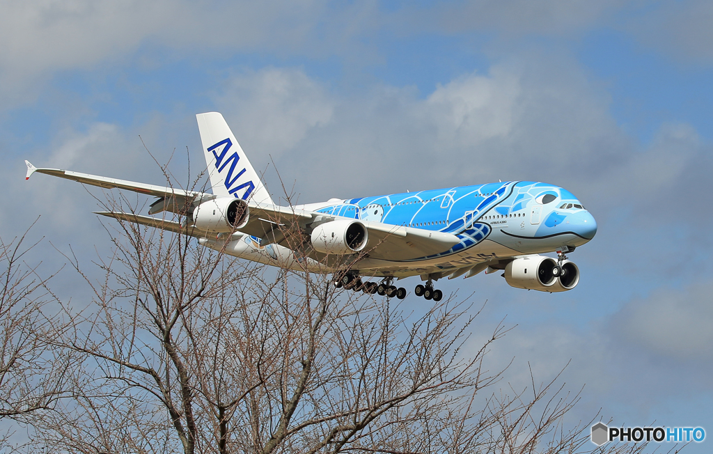「青い日」 ANA A380-841 [ホヌ1青] JA381A着陸です
