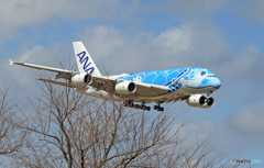 「青い日」 ANA A380-841 [ホヌ1青] JA381A着陸です