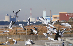 「蒼空」かもめの舞