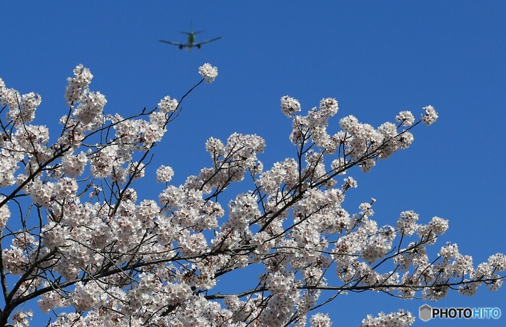 ☮さ く ら の 山 の 桜・　咲　く☮