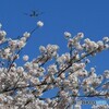 ☮さ く ら の 山 の 桜・　咲　く☮