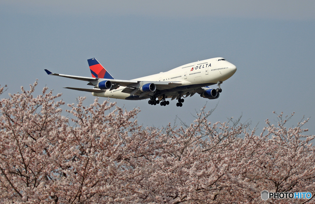 ✈ Sakuraとジャンボ機  /B７４７−４００ ✈