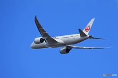 「Blue」JAL 787-8 JA843J Takeoff 
