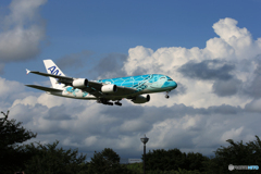 「青い日」　Flying Honu 夏の空 ✈スマイル・ランディング✈