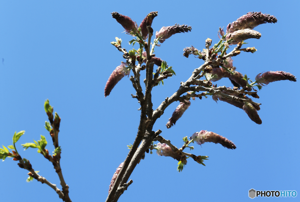 「青が大好き」花 が 待 ち 遠 し い 蕾 み