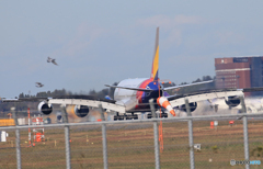 ☀「あおぞら」アシアナA380-841 Oh   バードクラッシュか?