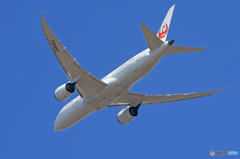 「青色」 JAL 787-8 JA845J Takeoff 