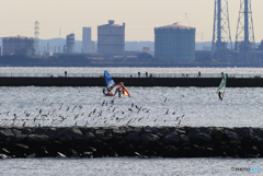 浜辺の風景・ウインドサーフィンと鳥