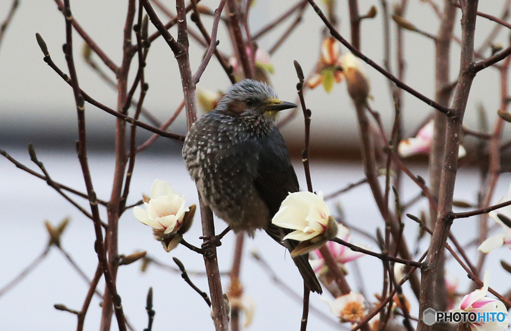 ヒヨドリ　と　コブシの花