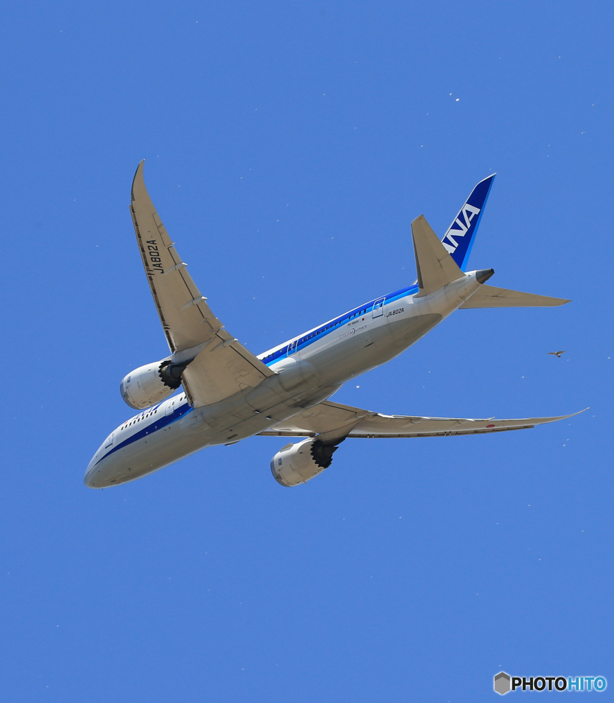 「SKY」 ANA 787 花びらと鳥？ 出発です