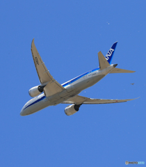 「SKY」 ANA 787 花びらと鳥？ 出発です