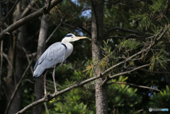 「すかい」 あ た し は こ こ よ・見える