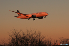 「空色」 UNITED 787-8　空港風景(さくらの山）