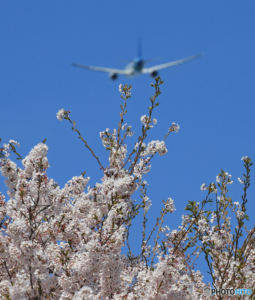 「青が好き」 さくらとGaruda 777 離陸