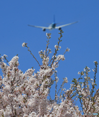 「青が好き」 さくらとGaruda 777 離陸