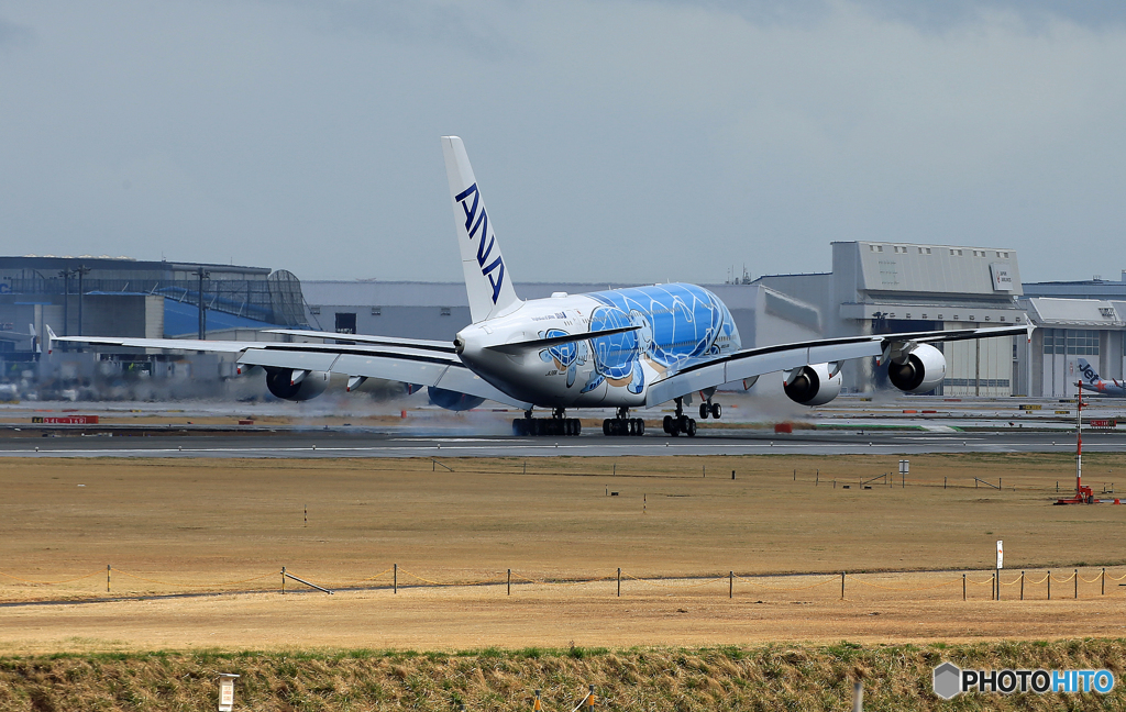 「ぶるー」 ANA A380-841 「Flying Honu」 着陸します
