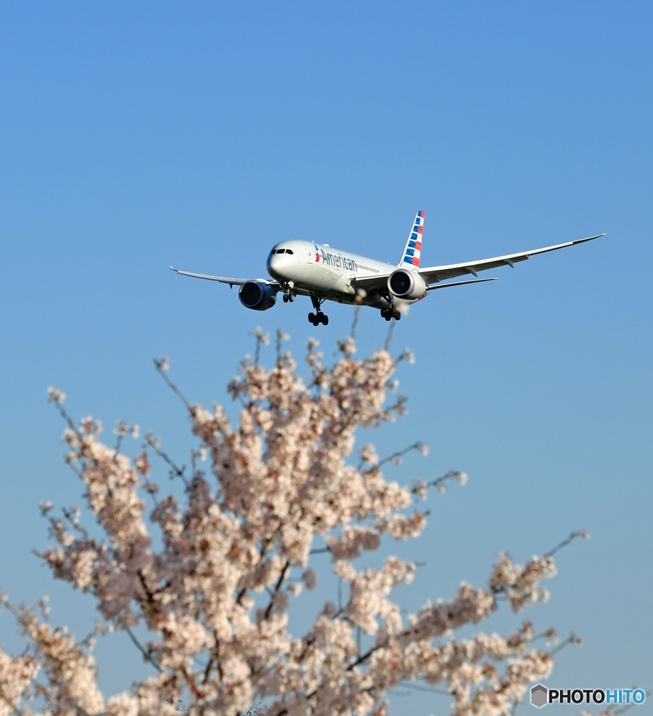 「すかい」 さくらとAmerican B787-8 Landing
