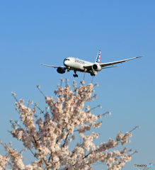 「すかい」 さくらとAmerican B787-8 Landing