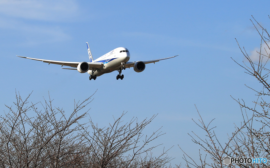 「さくらの山」 1週間前・つぼみ確認用です 着陸です