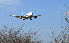 「さくらの山」 1週間前・つぼみ確認用です 着陸です