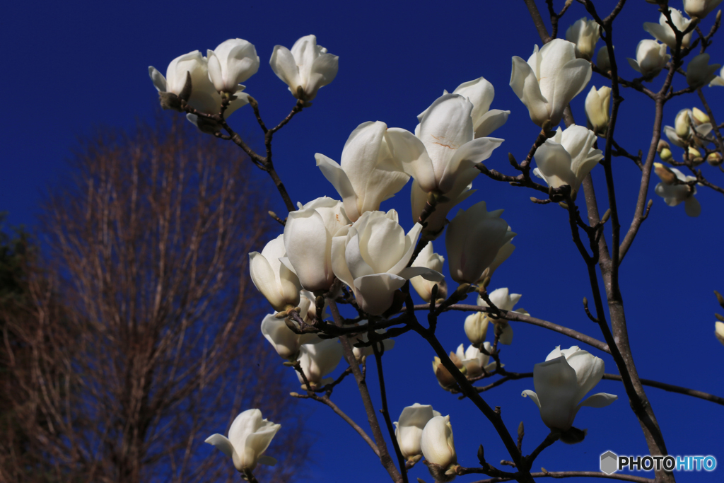 「蒼空」白い木蘭の花