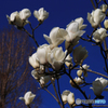 「蒼空」白い木蘭の花