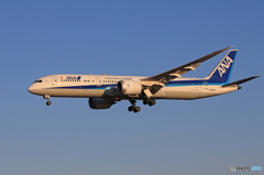 「群青」 ANA 787-9 JA839A Landing　