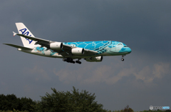 「曇り」Flying Honu A380-841  Landing