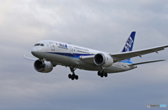 「すかい」ANA 787-8 JA805A  Landing　