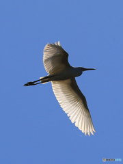 「青が好き」鳥・ダイサギさんの飛翔