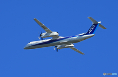 「群青」 ANA DHC-8-400 JA856A 飛ぶ