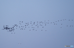 「青色」東 京 湾 の 渡 り 鳥 を 観 る（２）