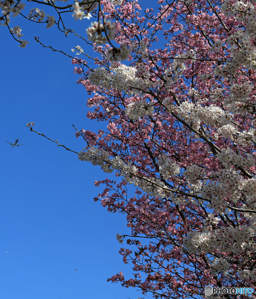 「すかい」 ☮sakura/さくらとひこうき ☮離陸です☮