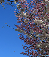 「すかい」 ☮sakura/さくらとひこうき ☮離陸です☮