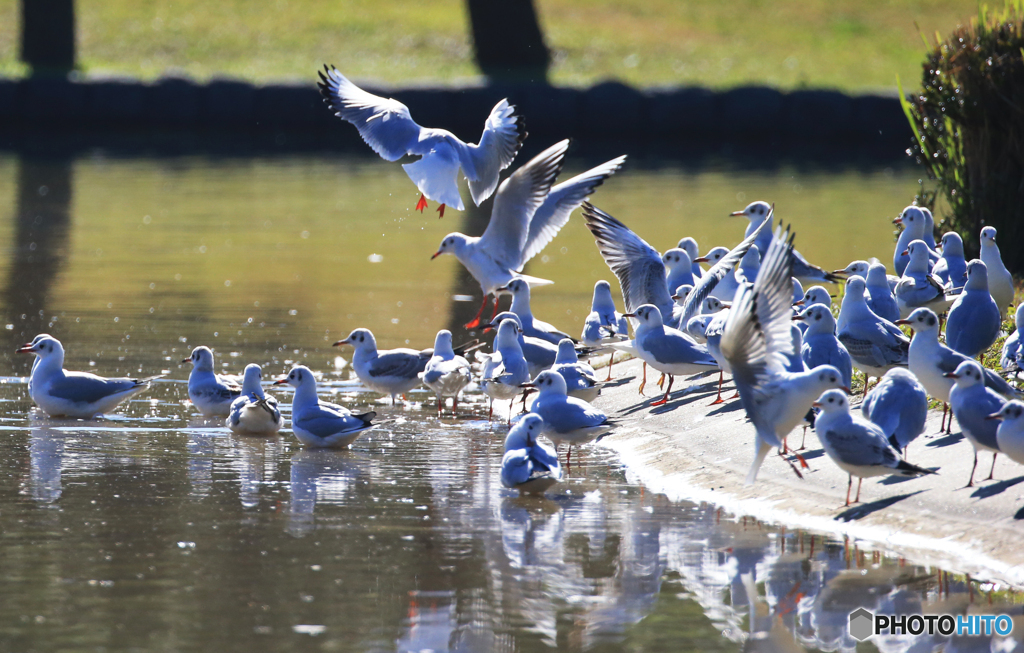 「すかい」池 で 遊 ぶ