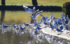 「すかい」池 で 遊 ぶ