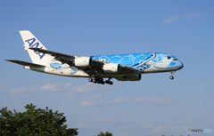 「青が好き」Flying Honu A380-841 Landingですよ