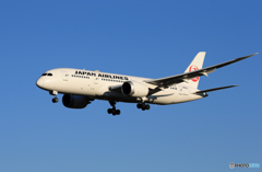 「青が好き」 JAL 787-8 JA844J 着陸します