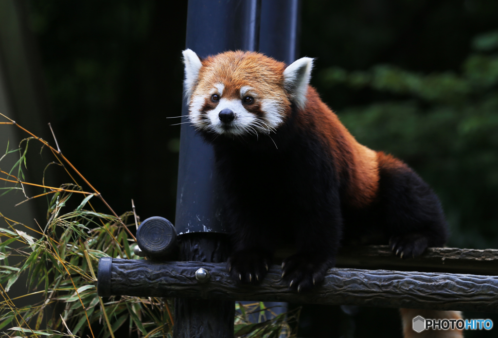 青色が好き 素敵な顔のレッサーパンダが出てきた By Xcc 2 Id 写真共有サイト Photohito