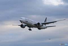 「すかい」ANA STAR 777 JA731A  Landing