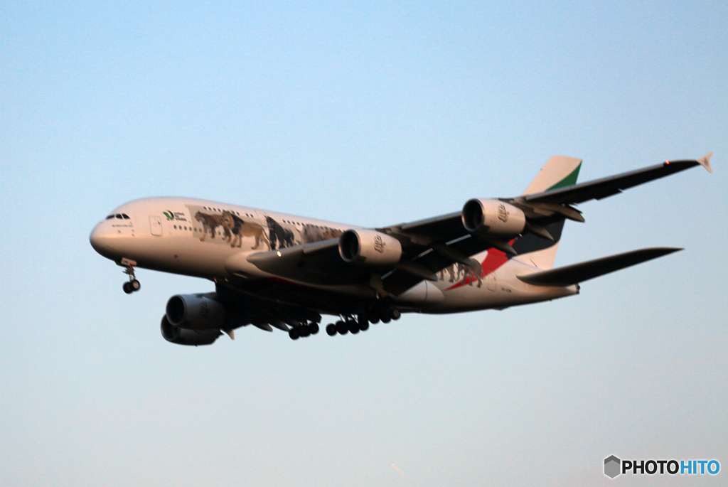 「SKY」動物愛護機エミレーツA380 A6-EOM  Landing