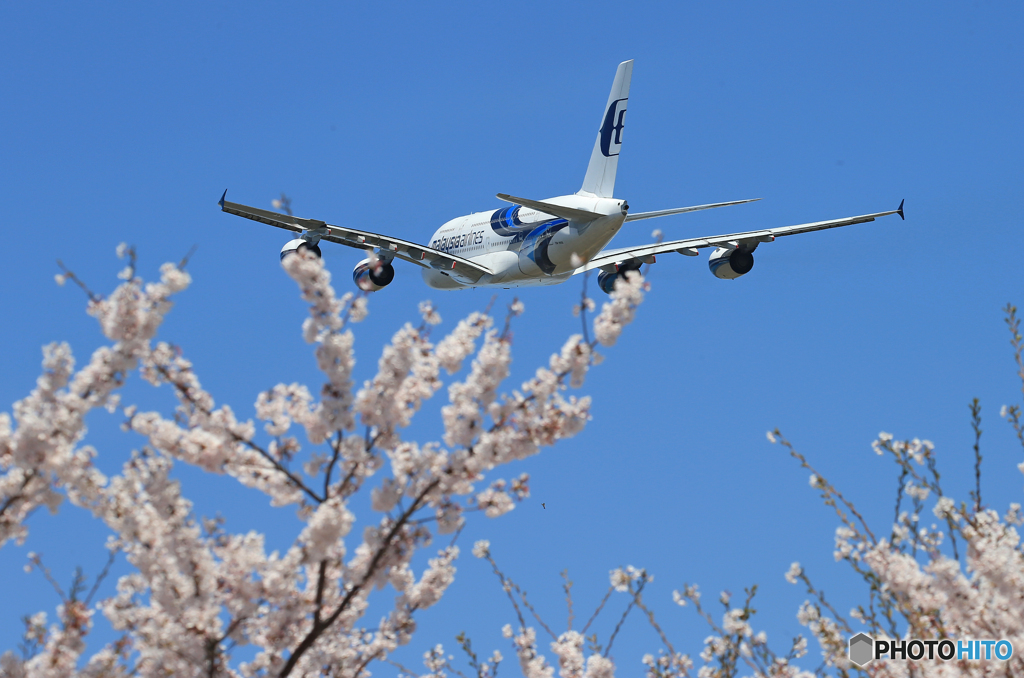「群青色」　Sakura と ✈飛行機✈