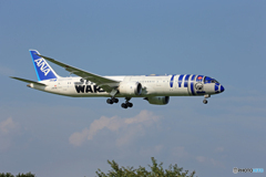 「あおぞら」STAR WARS 787-8  Landing  