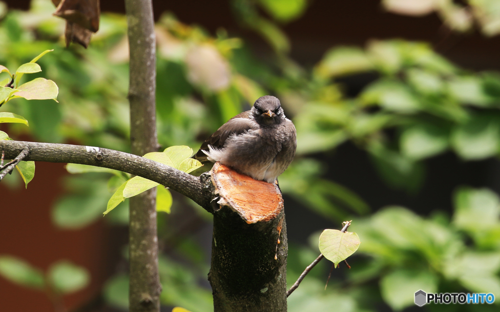 「いい天気」木を枝打ちしたら　鳥さんが来てくれた