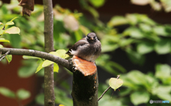 「いい天気」木を枝打ちしたら　鳥さんが来てくれた