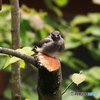 「いい天気」木を枝打ちしたら　鳥さんが来てくれた
